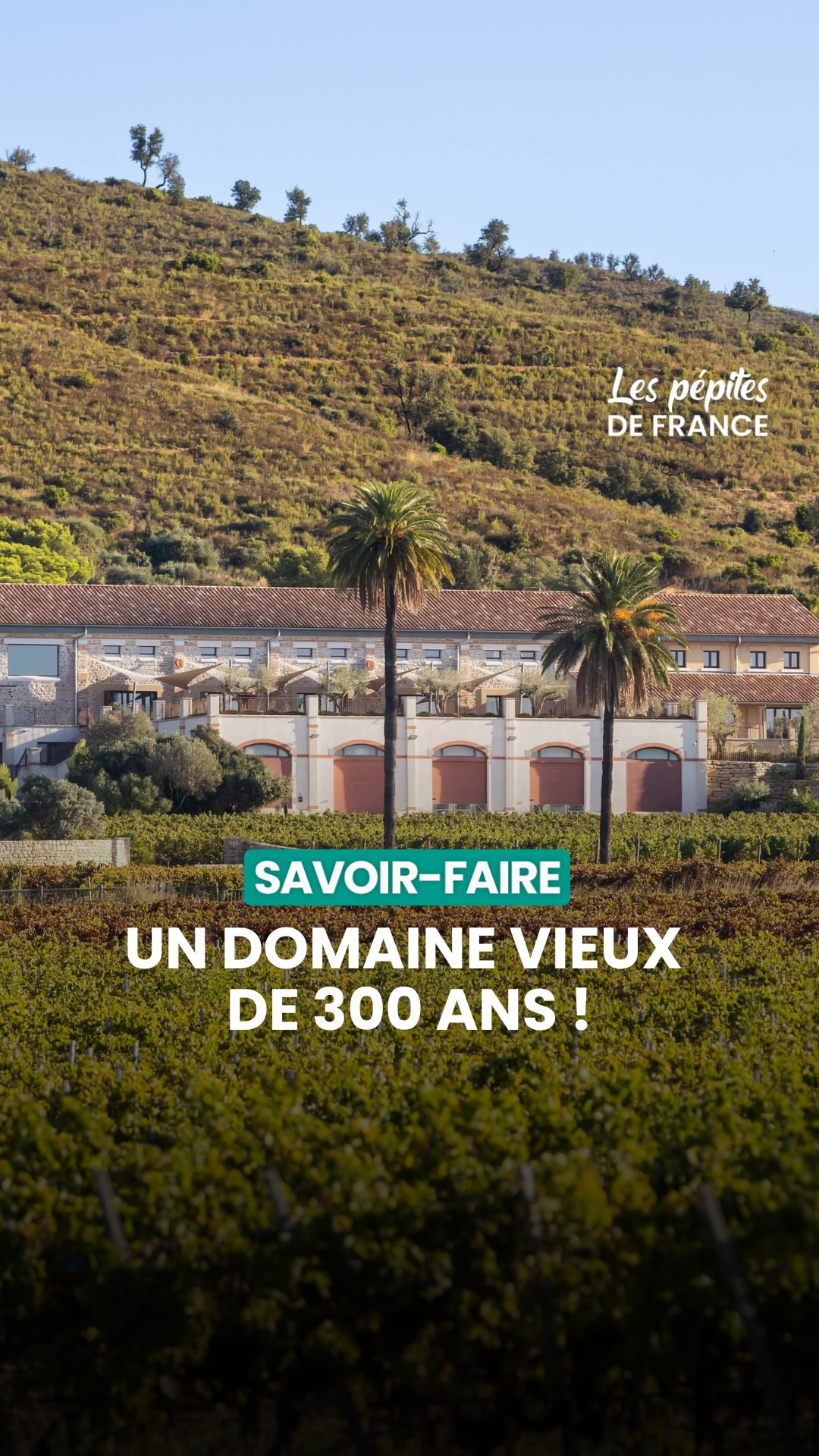 Wine Estate Near Porquerolles Preserves Nature