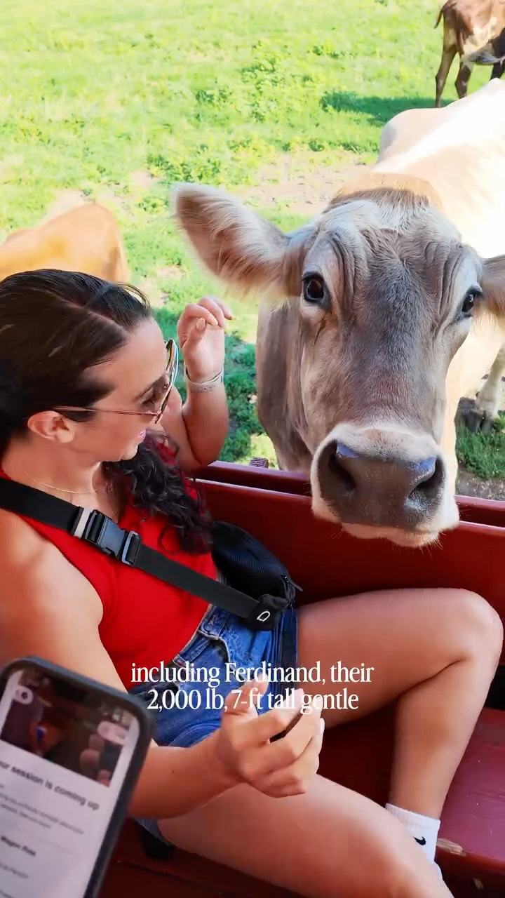 Cow Safari Experience At Eastleigh Farm