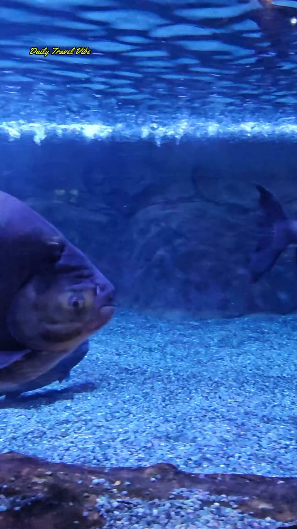 Busan Aquarium's Diverse Marine Life Display