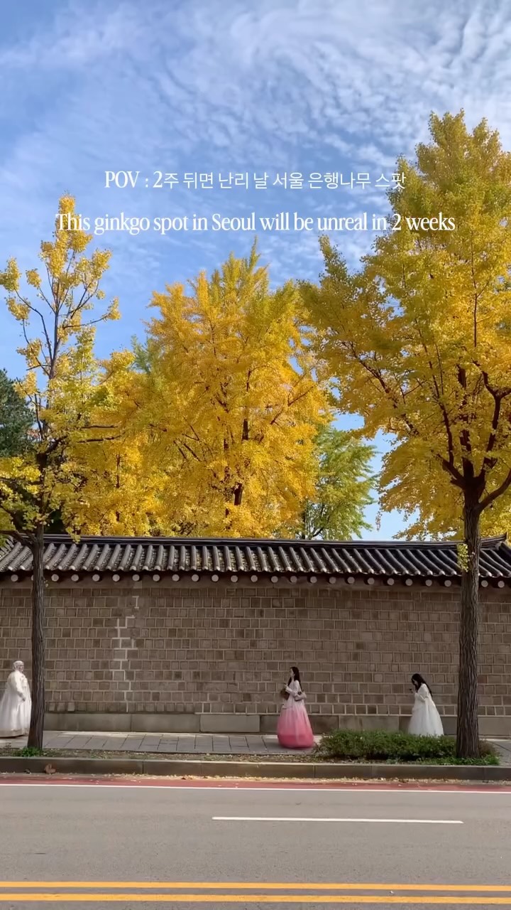 Jongno's Best Ginkgo Tree Spots for Autumn Viewing