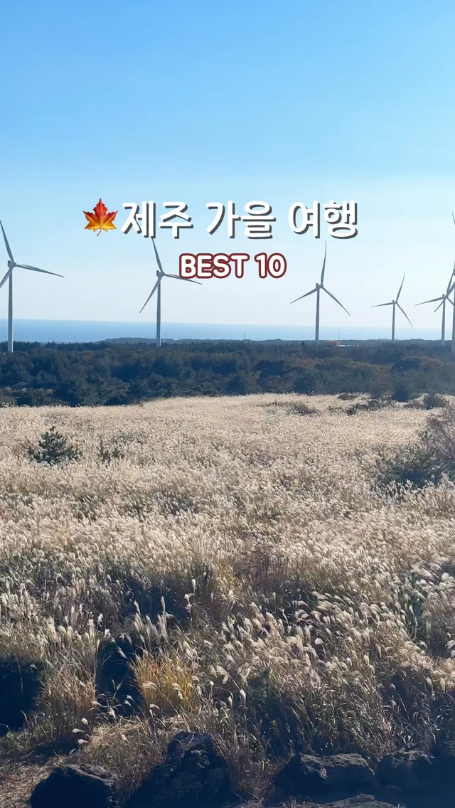 Jeju's Best Autumn Spots for Pampas Grass & Blooms