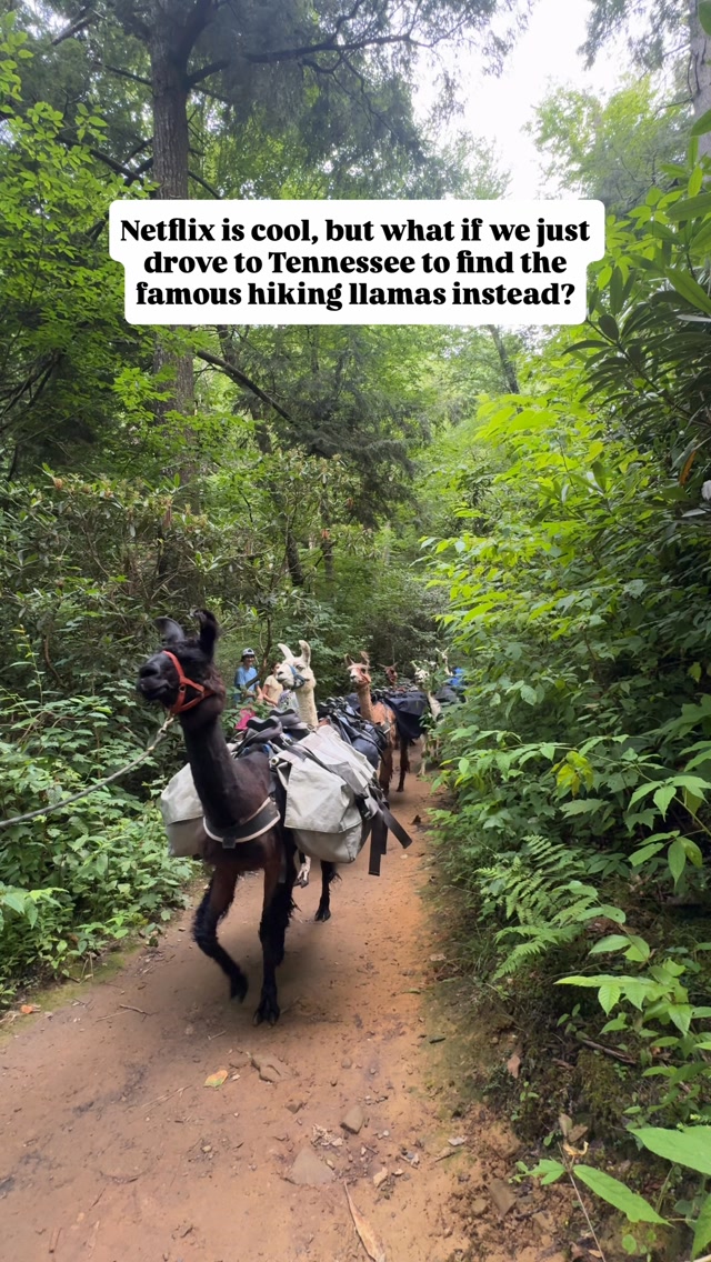 Llamas Haul Supplies To Tennessee's LeConte Lodge