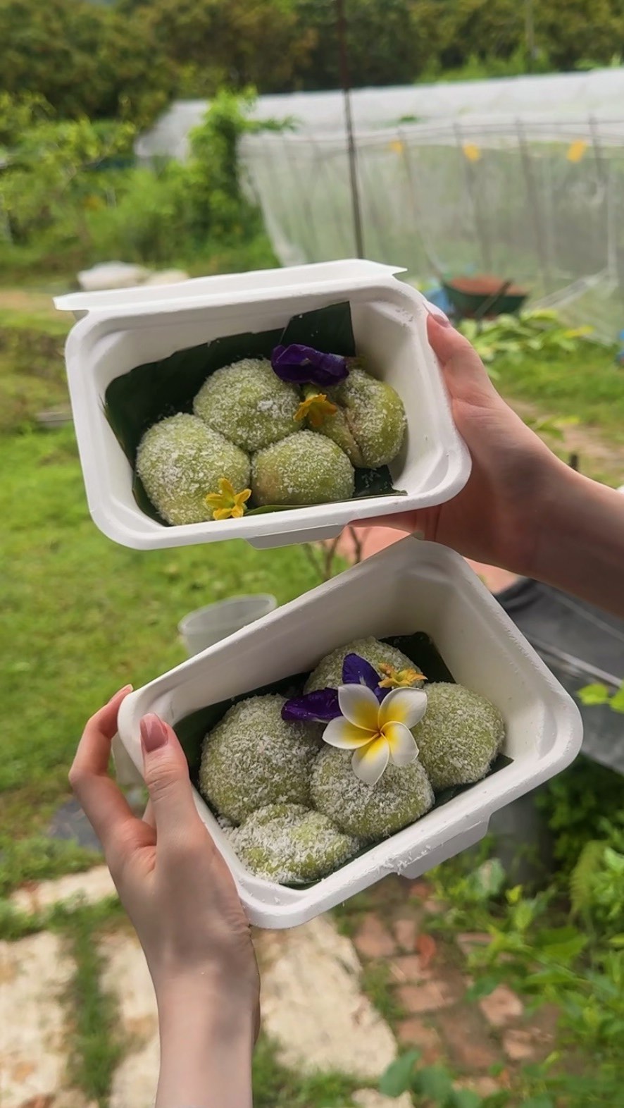 Organic Farm Experience With Mochi Workshop