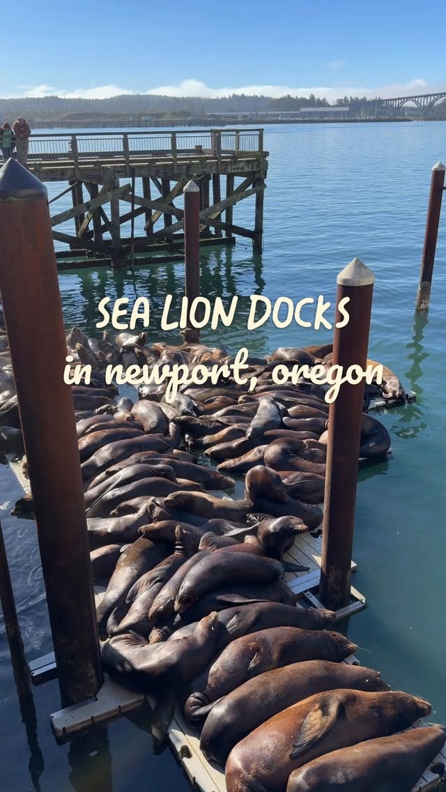 Newport's Sea Lions and Bayfront Attractions