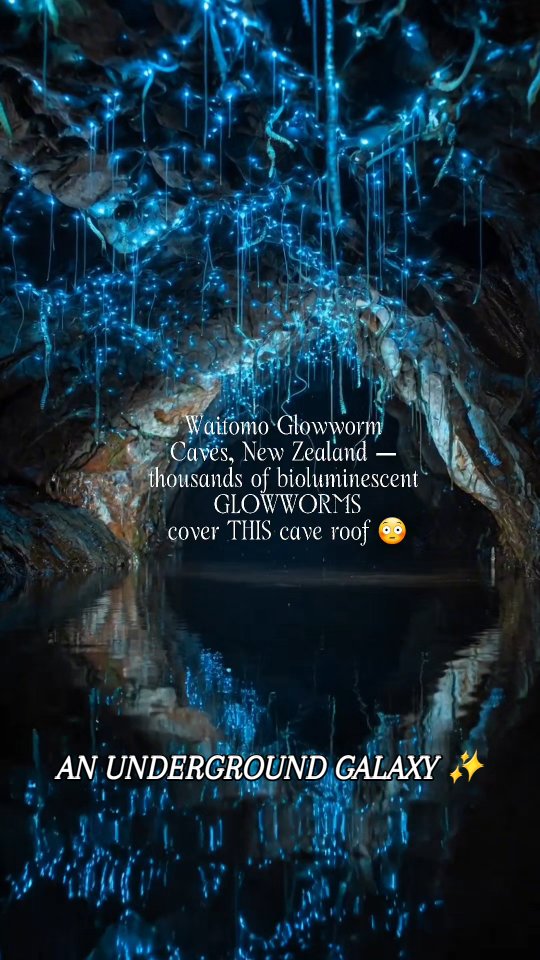 Waitomo Glowworm Caves: Nature's Underground Galaxy