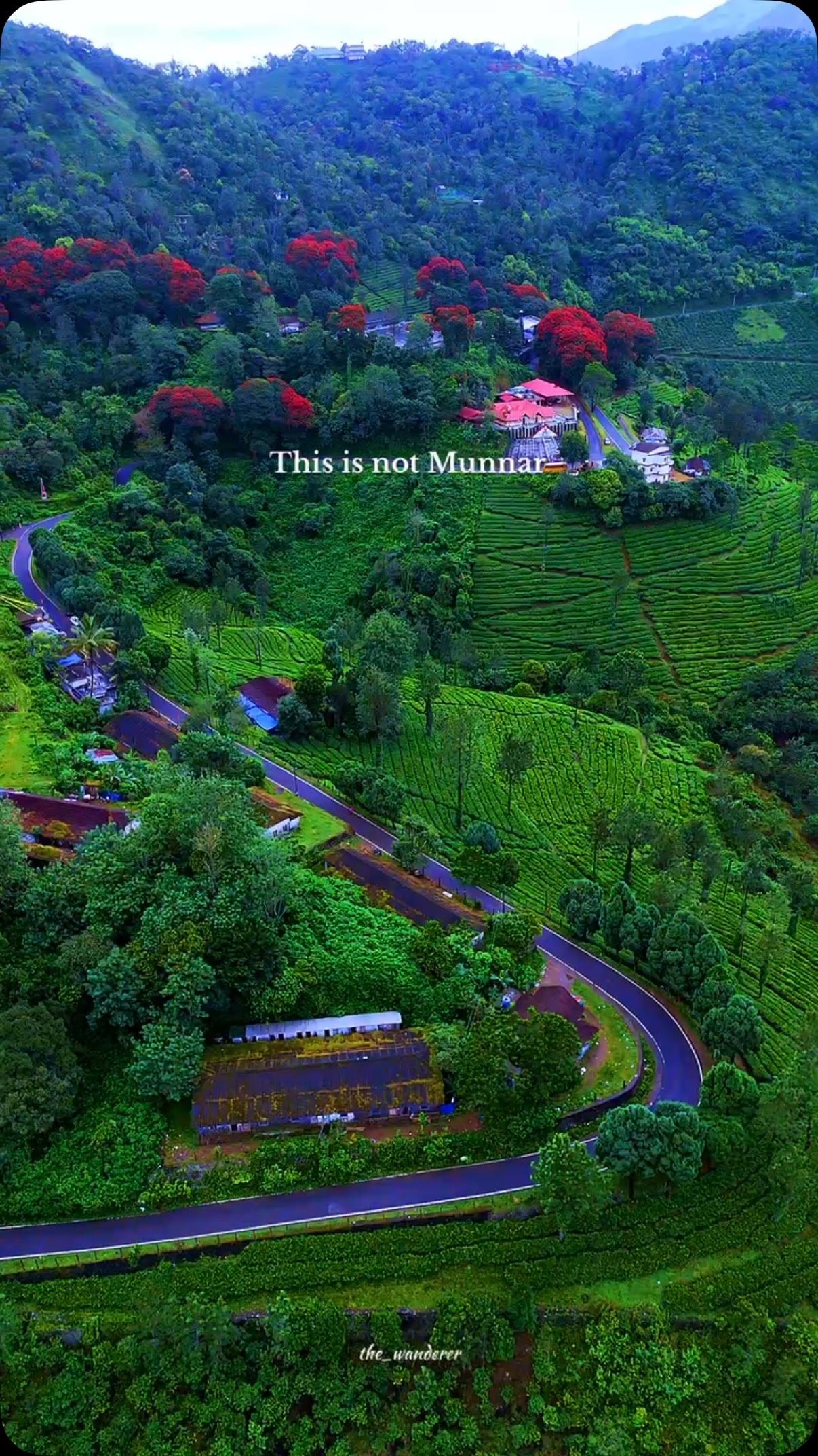 Red Flowering Trees Amidst Greenery In Kerala
