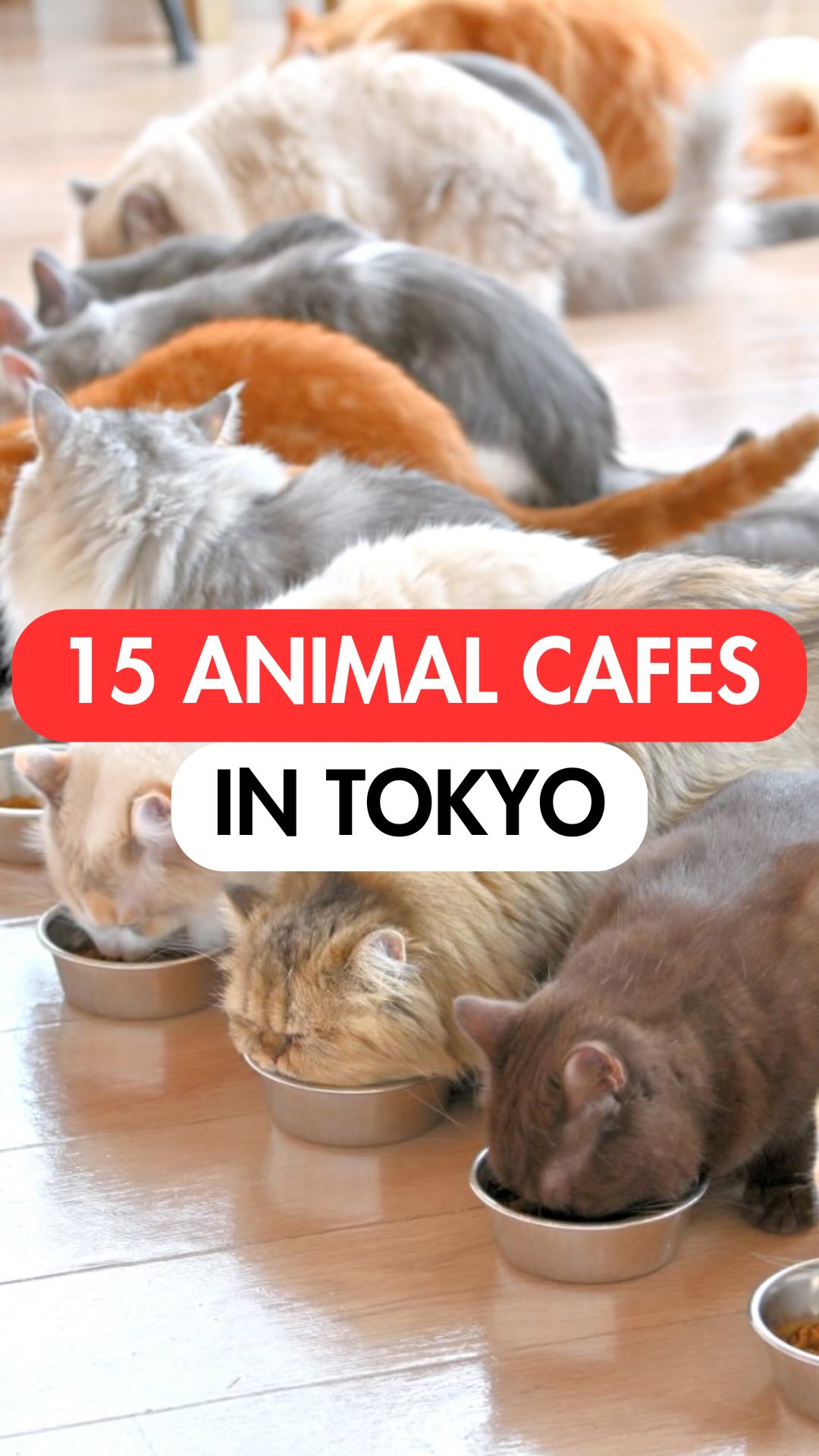 Tokyo Animal Cafes Offer Diverse Petting Experiences