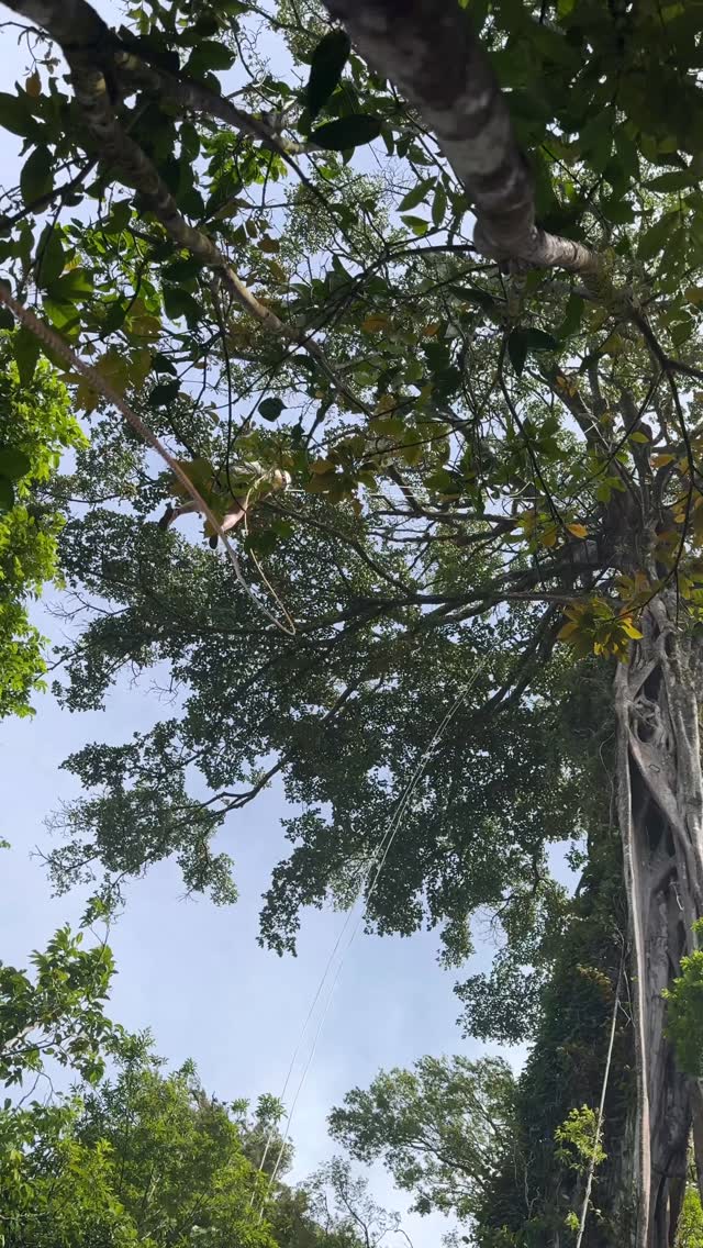 Climb Inside a 300-Year-Old Fig Tree
