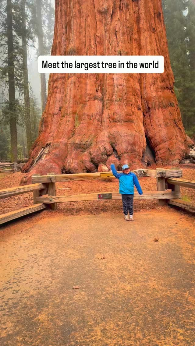 Sequoia National Park's Giant Tree