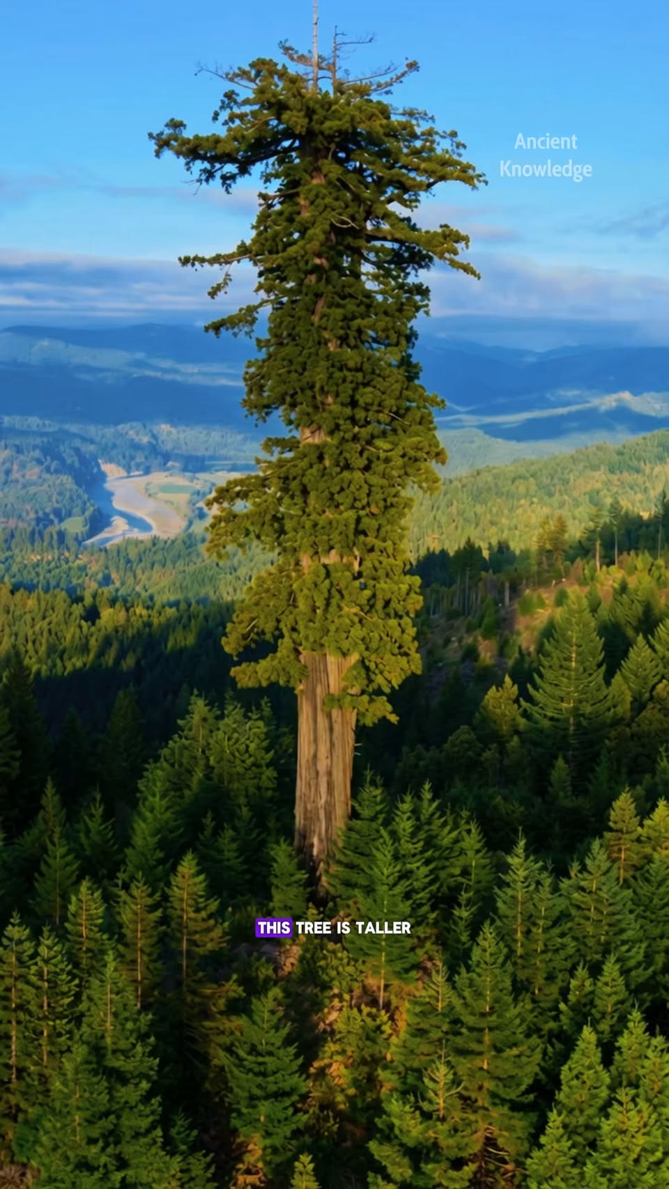 Tallest Tree Compared to Statue of Liberty