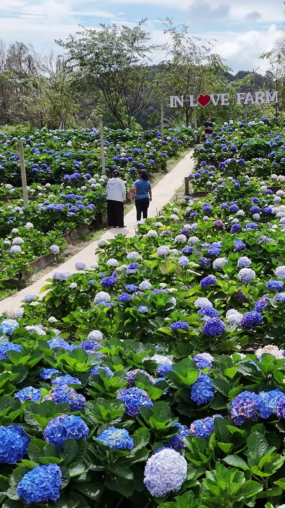 Hydrangea Gardens At Doi Inthanon
