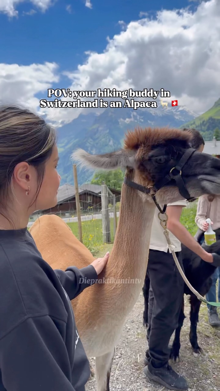Alpaca Trekking at Märchenhotel Braunwald