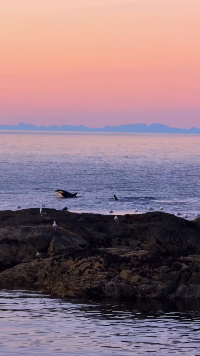 Orcas Hunt Herring in Norway's Lofoten Islands