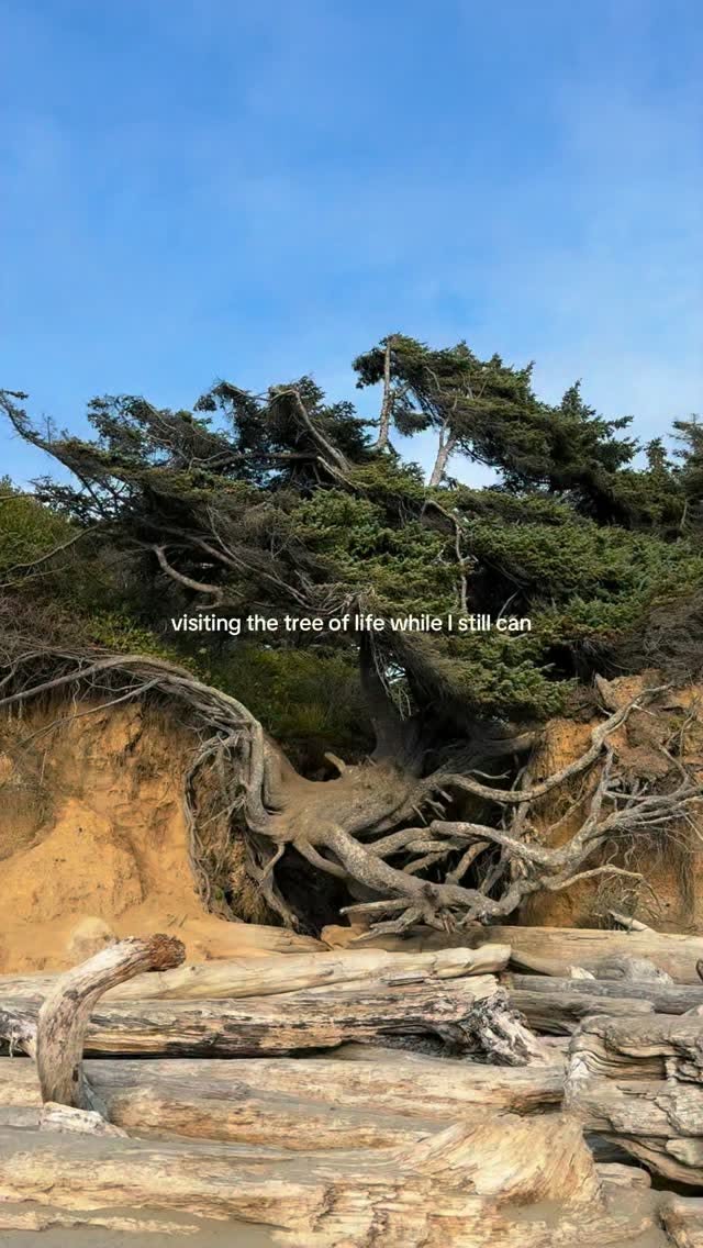 Resilient Tree of Life in Olympic National Park