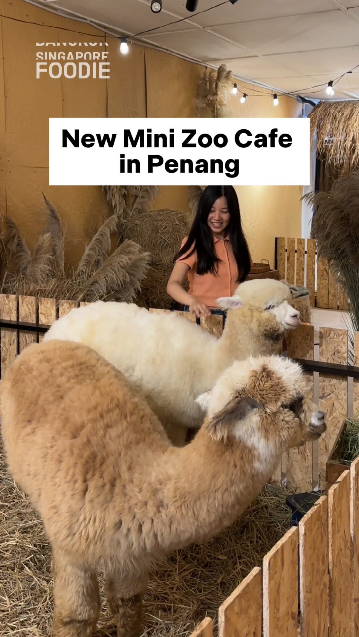 Bulu Bulu Cafe: A Mini Zoo Experience