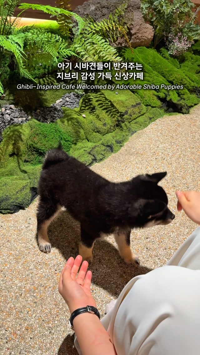 Ghibli-Inspired Cafe Features Shiba Inu Puppies