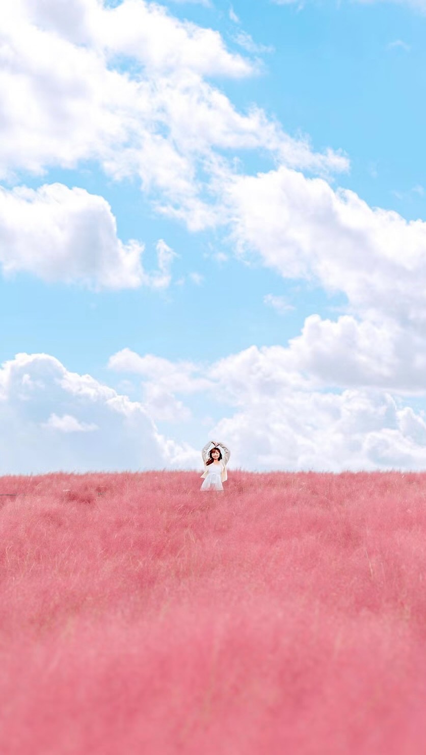 Korea's Best Pink Muhly Grass Destinations This Autumn