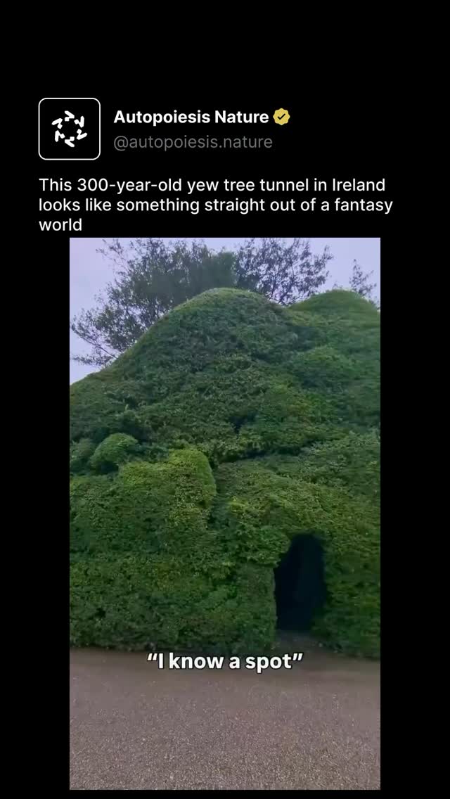 Irish Yew Tree Tunnels at Historic Estates
