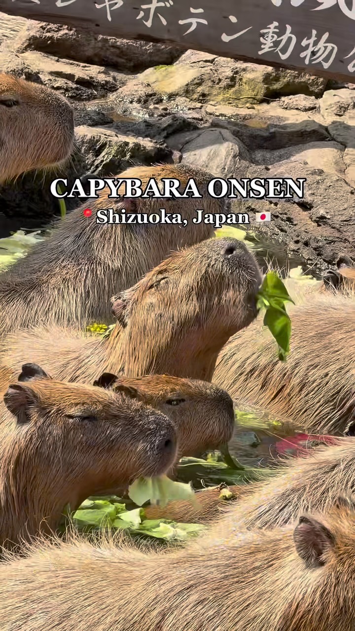 Capybaras Relax in Japanese Hot Springs