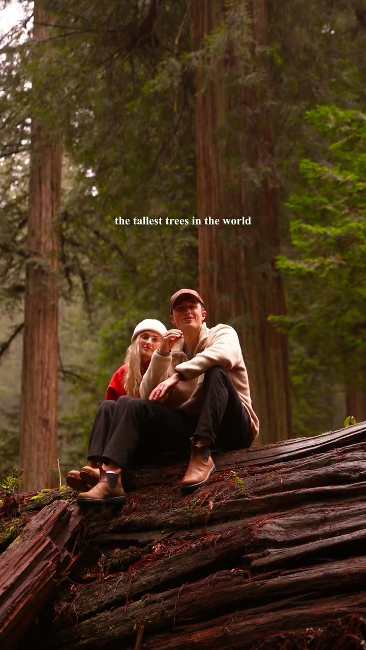 Redwood National Park's Towering Trees