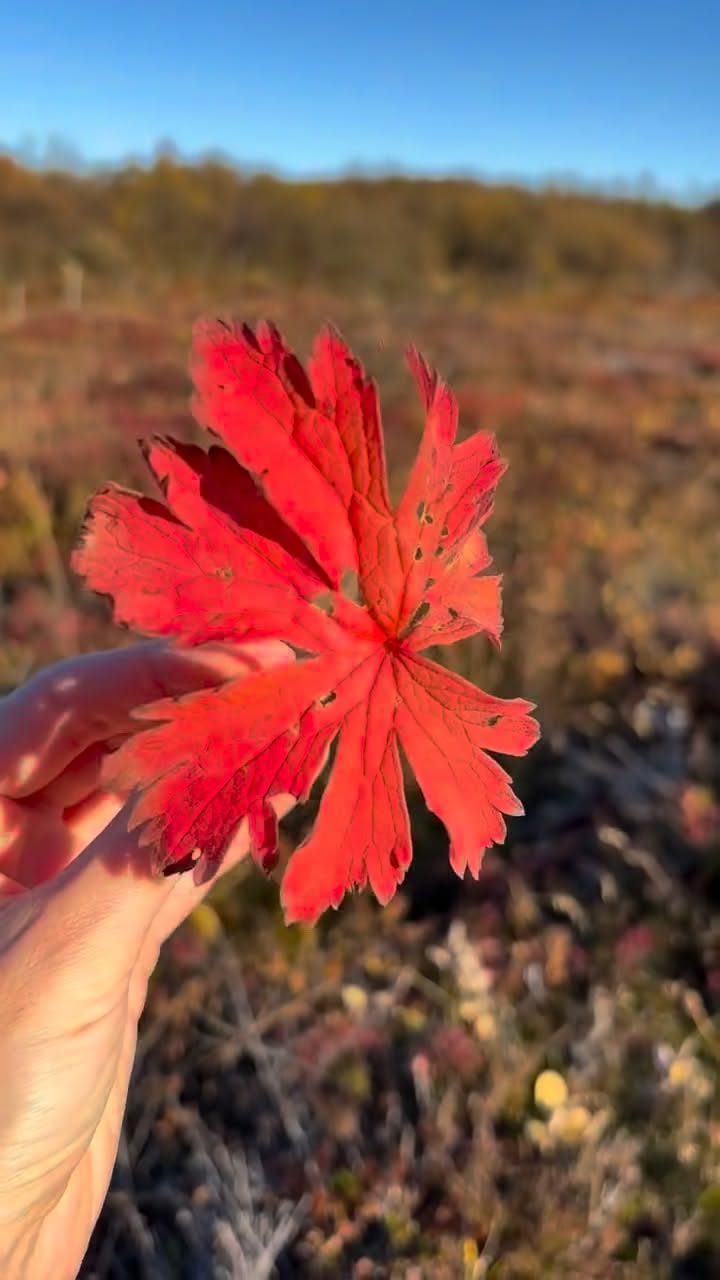 Thingvellir National Park's Autumn Beauty
