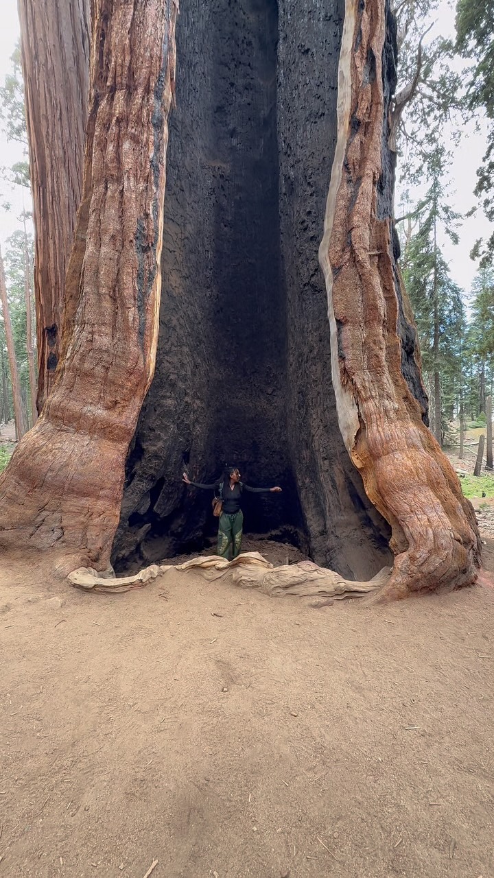 Giant Sequoia Tree Wonders In National Parks