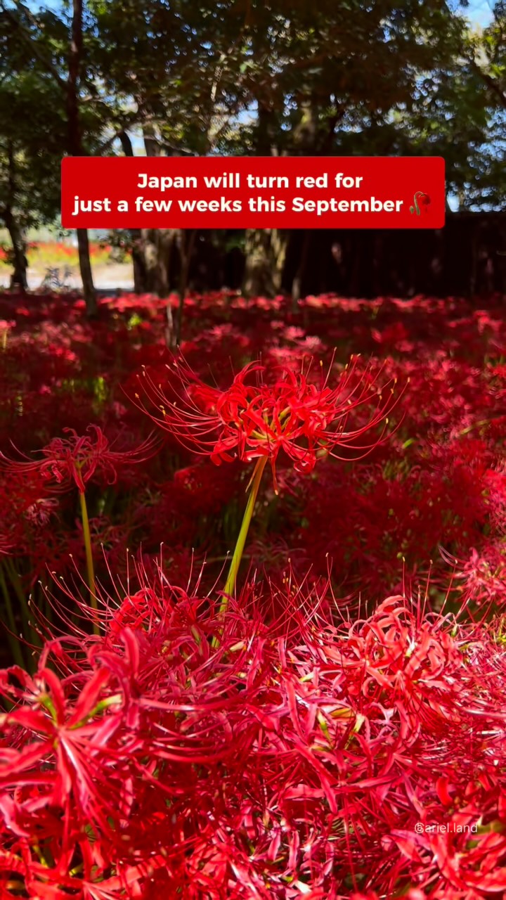 Spider Lily Blooms Across Japan's Beautiful Gardens