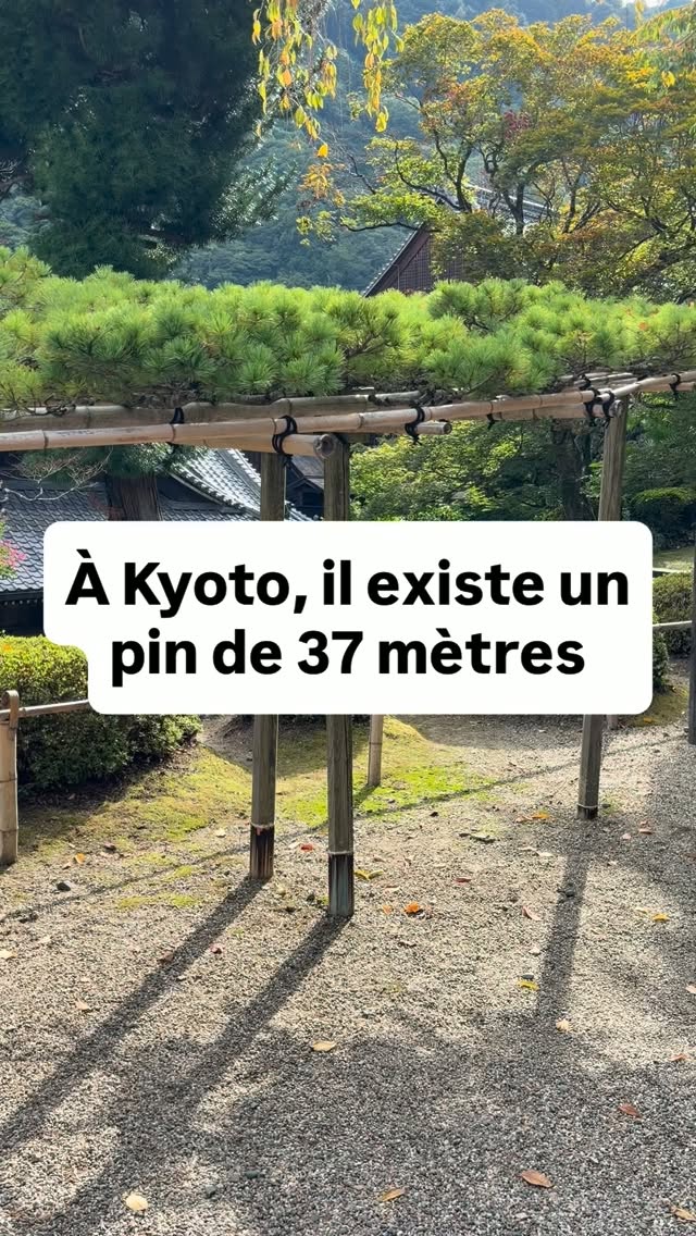 Yoshimine-dera Temple's Dragon Pine Tree