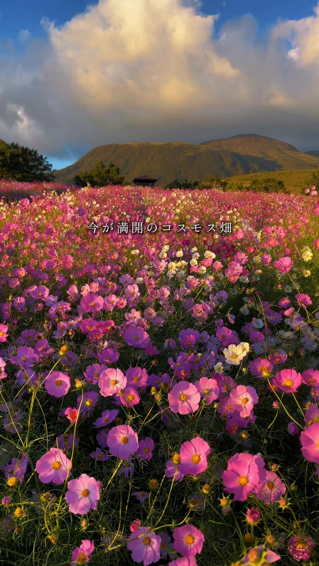 Cosmos Fields Bloom at Mount Aso