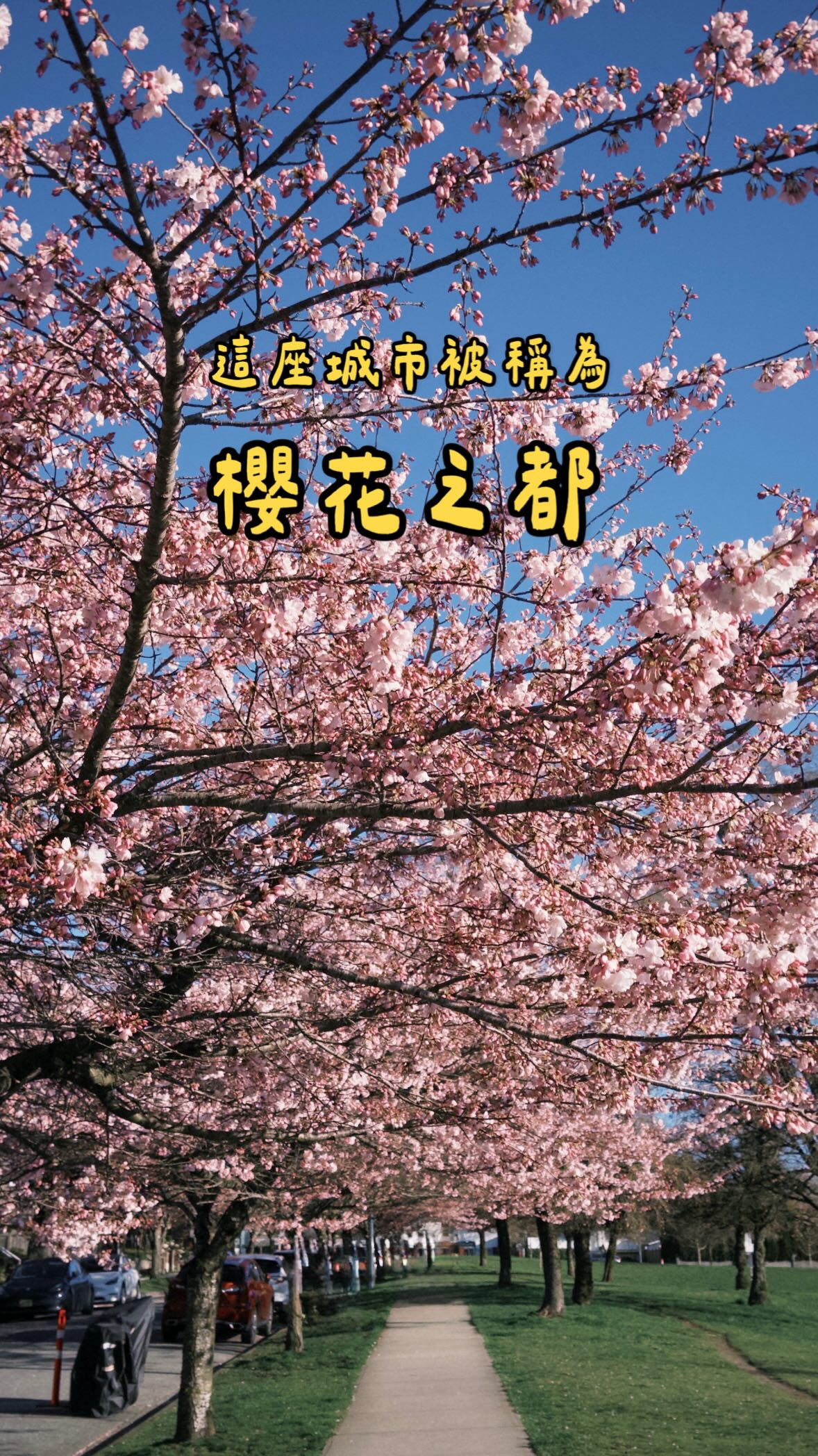 Vancouver's Cherry Blossom Viewing Spots