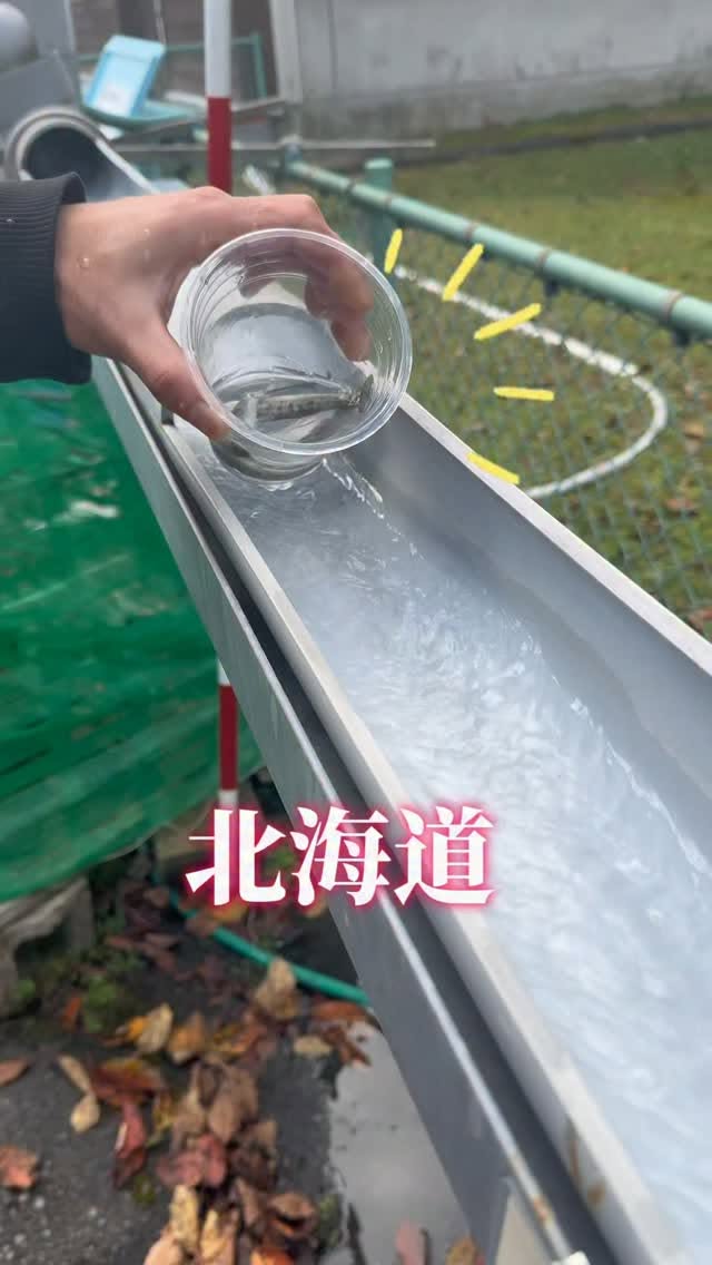 See Salmon Released at Chitose Salmon Hometown