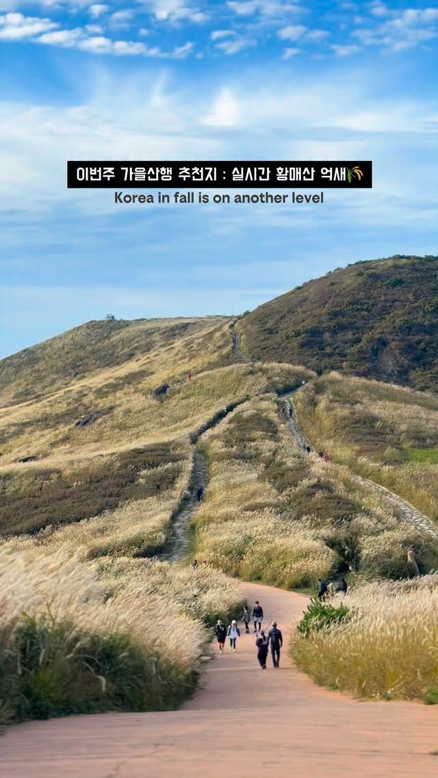 Hwangmaesan County Park's Autumn Silver Grass