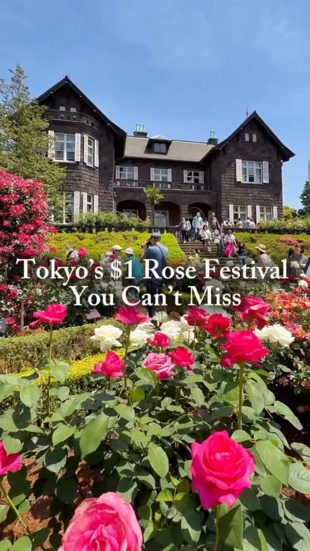 Kyu-Furukawa Gardens Hosts Autumn Rose Festival