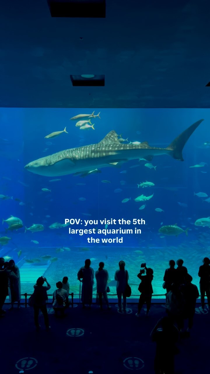 Okinawa Churaumi Aquarium's Whale Shark Exhibit