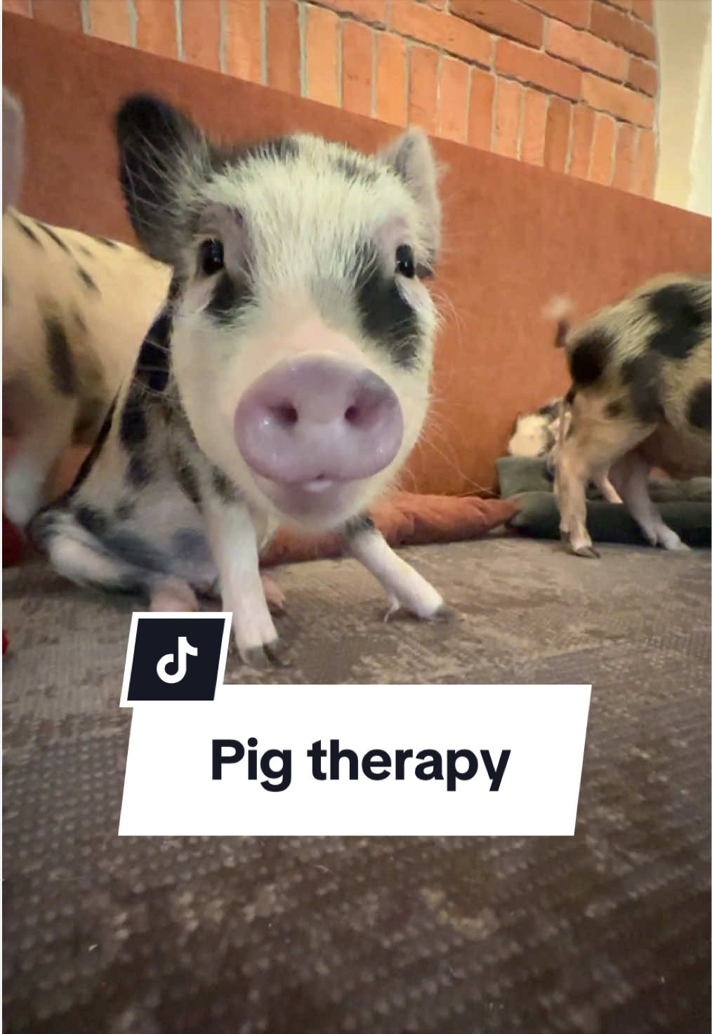 Mini Pig Cafe Offers Unique Relaxation Experience