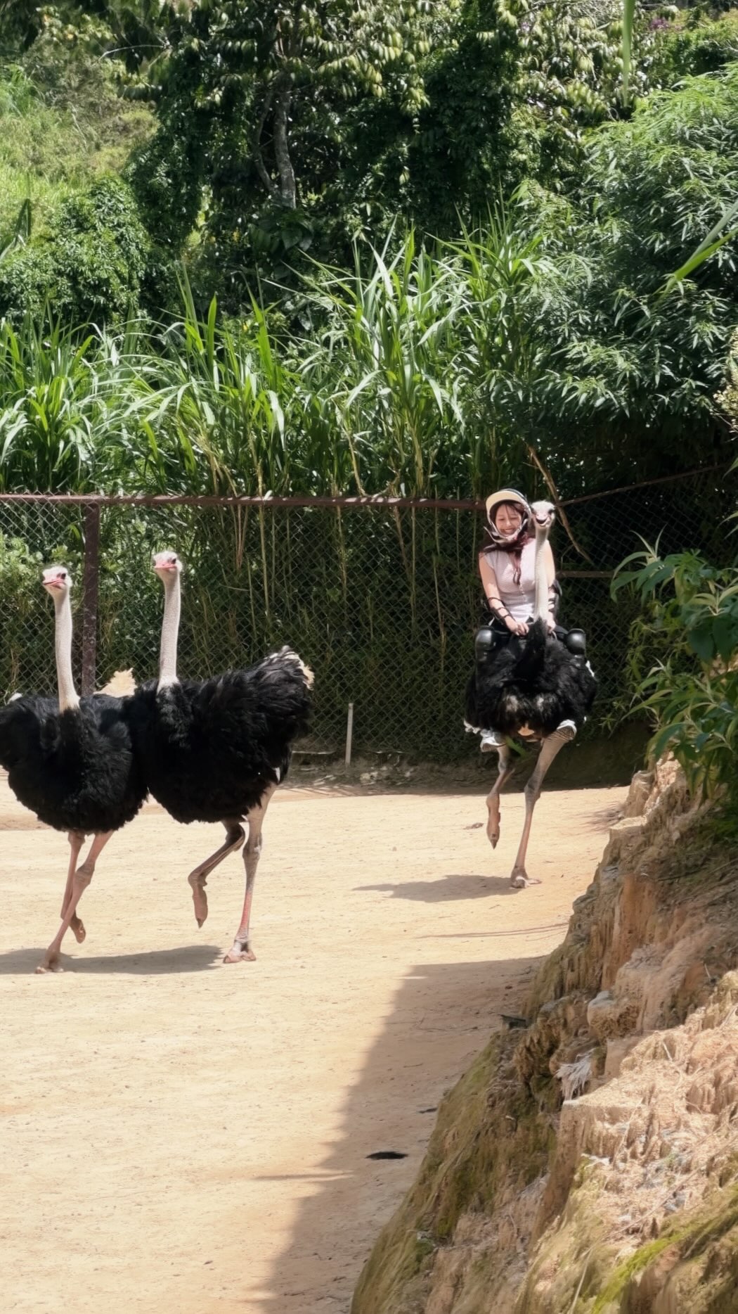 Ostrich Riding Adventure At Dalat Wonderland