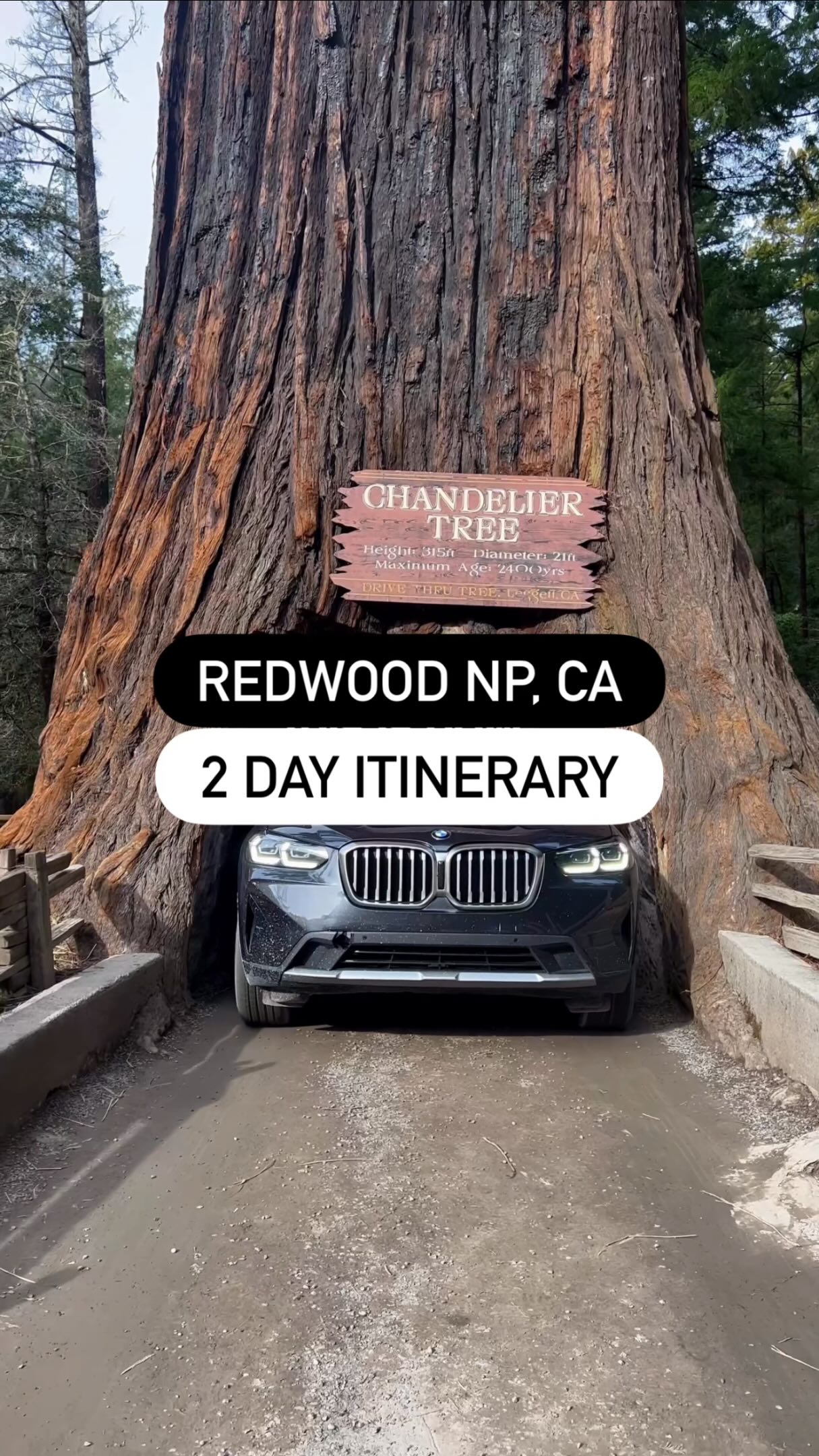 California Redwoods Road Trip From San Francisco