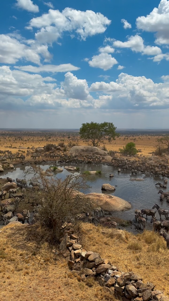 Serengeti National Park Wildlife Views