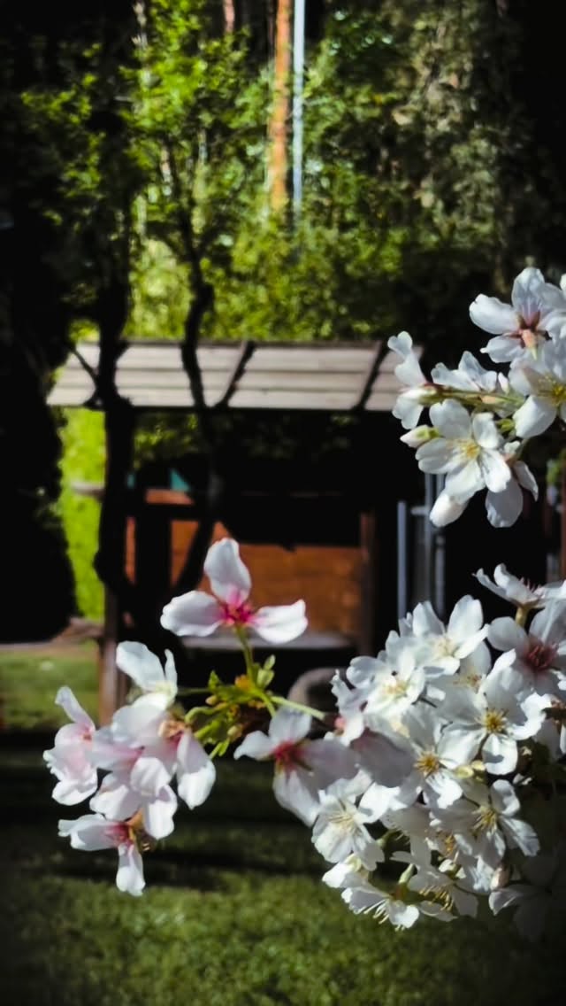 Japanese Friendship Garden's Spring Blooms