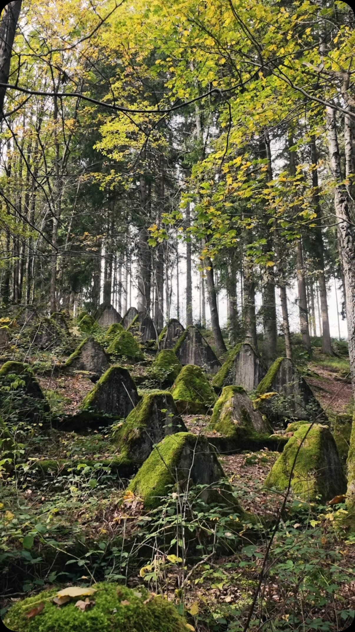 Westwall Defense Remains in German Forests