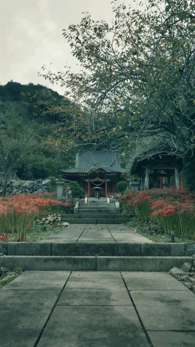 Jorakuji Temple Showcases Vibrant Spider Lily Blooms