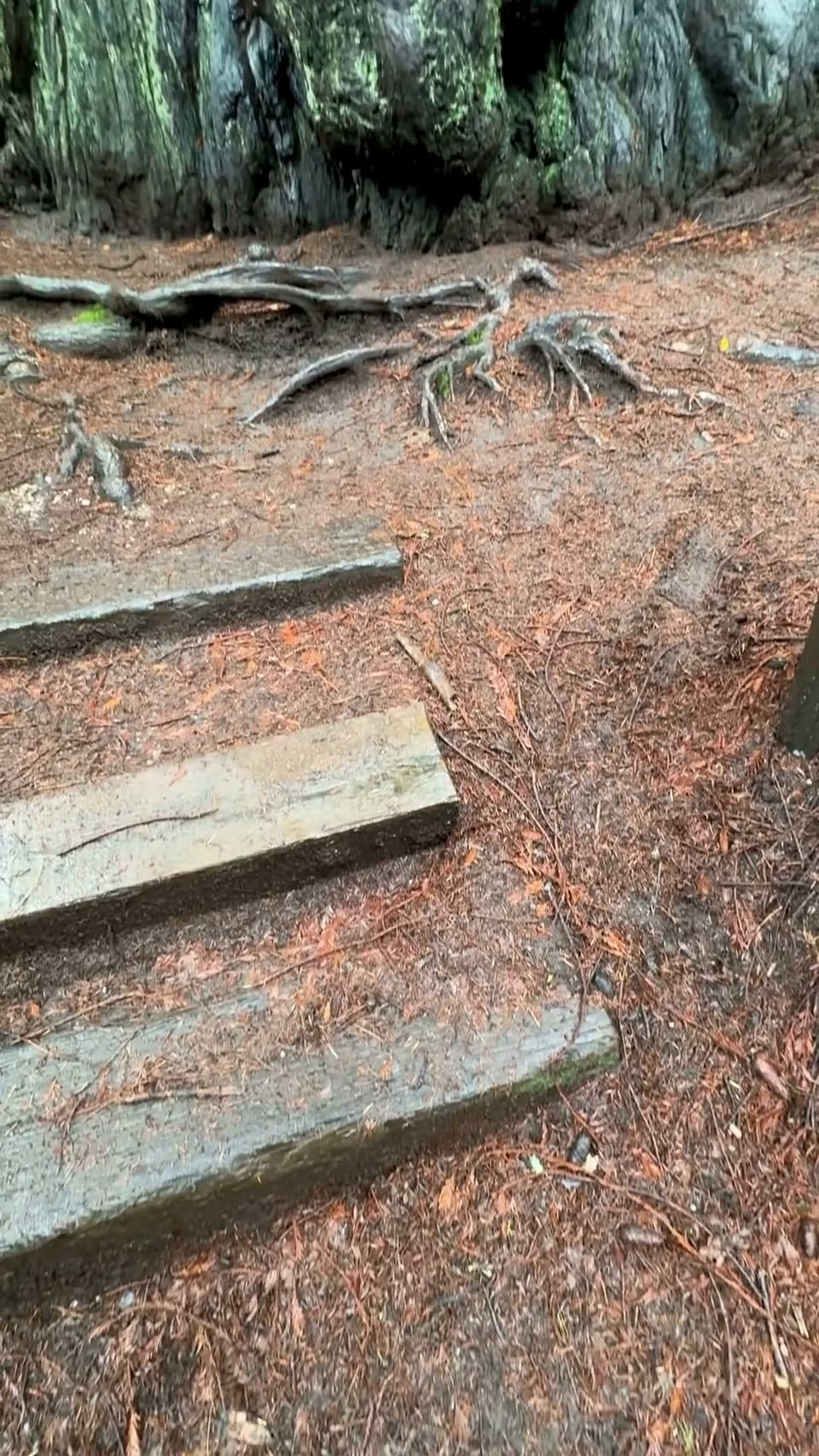 Ancient Redwood in Santa Cruz Mountains