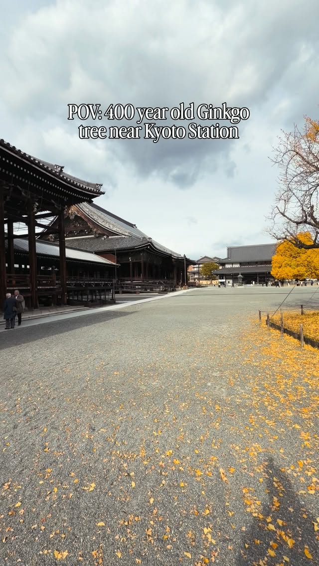 Kyoto Temple Features Ancient Ginkgo Trees