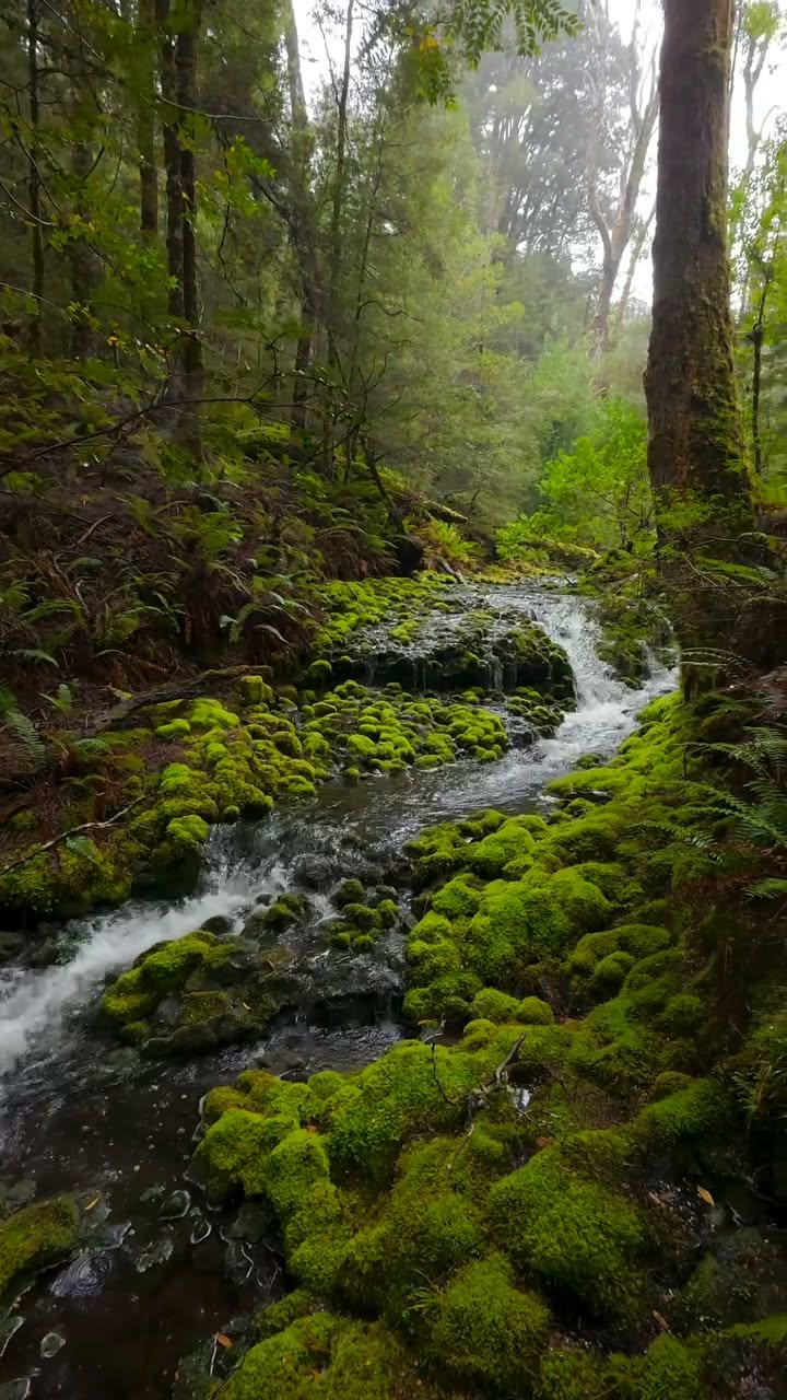King River's Moss-Covered Cascading Stream