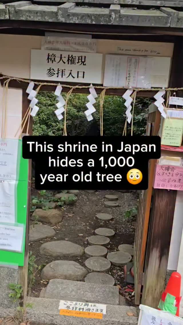 Kyoto Shrine Features Ancient Sacred Tree