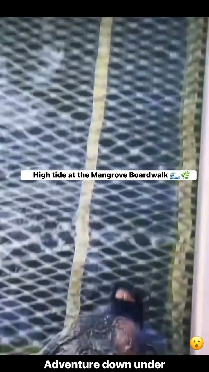 Mangrove Boardwalk Experience High Tide