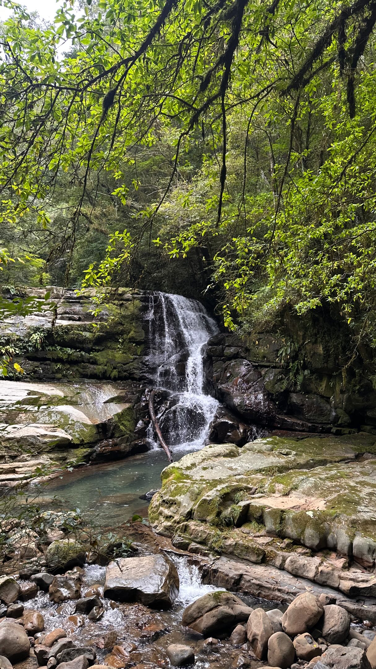 Inohae Valley: Japan's Forest Therapy Base
