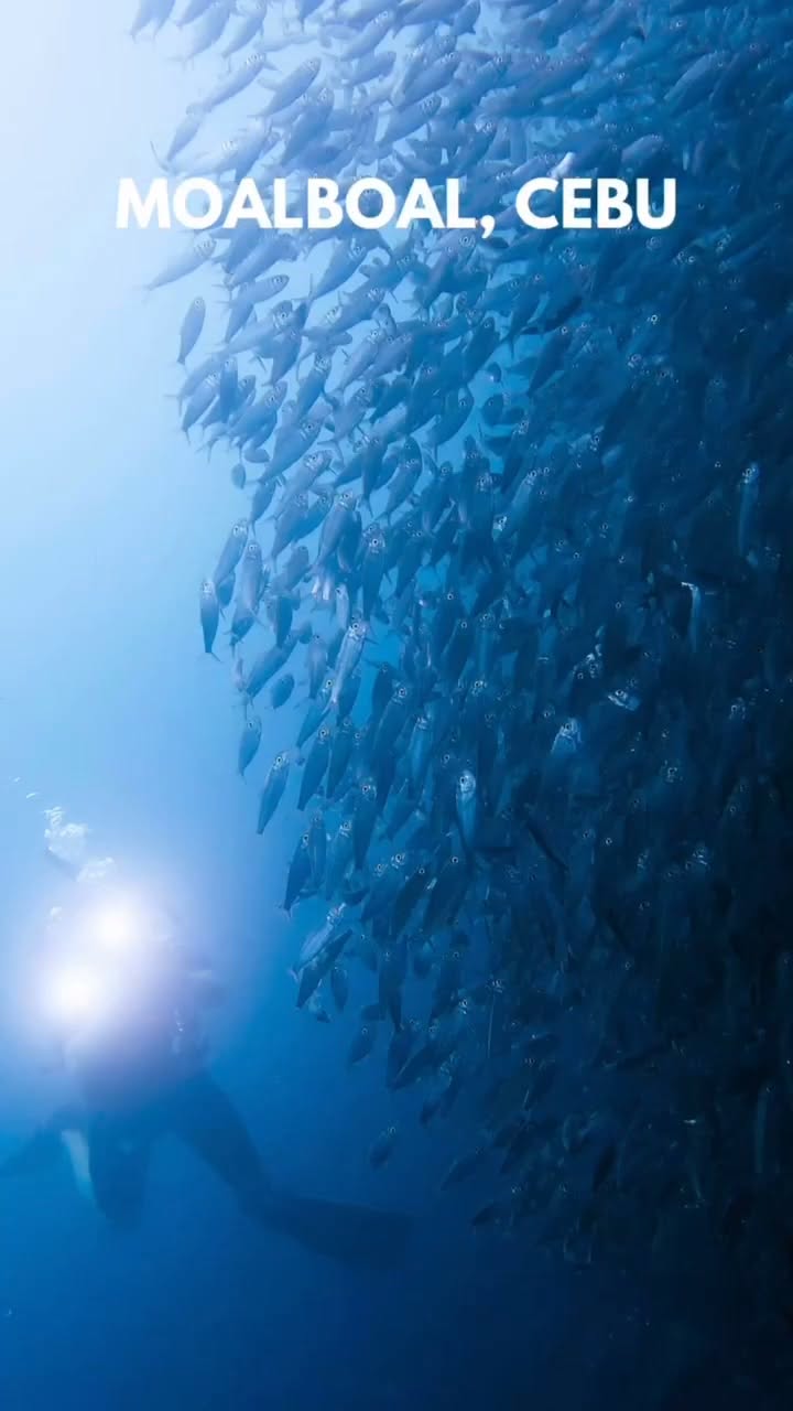 Philippine Dive Sites With Abundant Large Marine Life