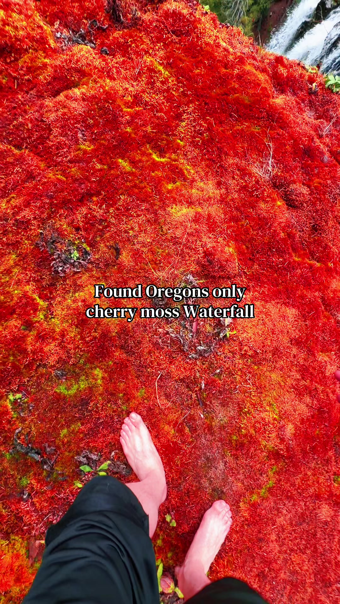 Oregon's Unique Cherry Moss Waterfall