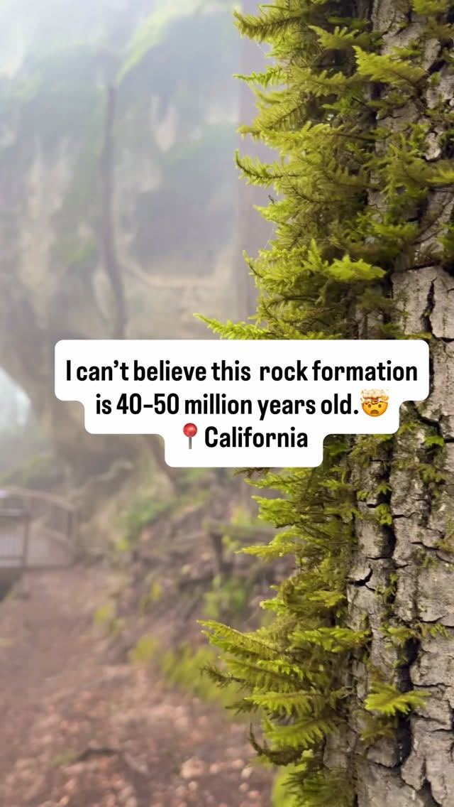 Explore Honeycomb Sandstone In Redwood Forests